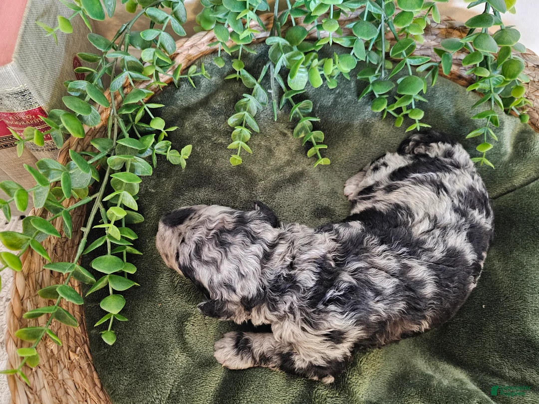 Mini Goldendoodle dogs for sale: Huckleberry - Ad 8