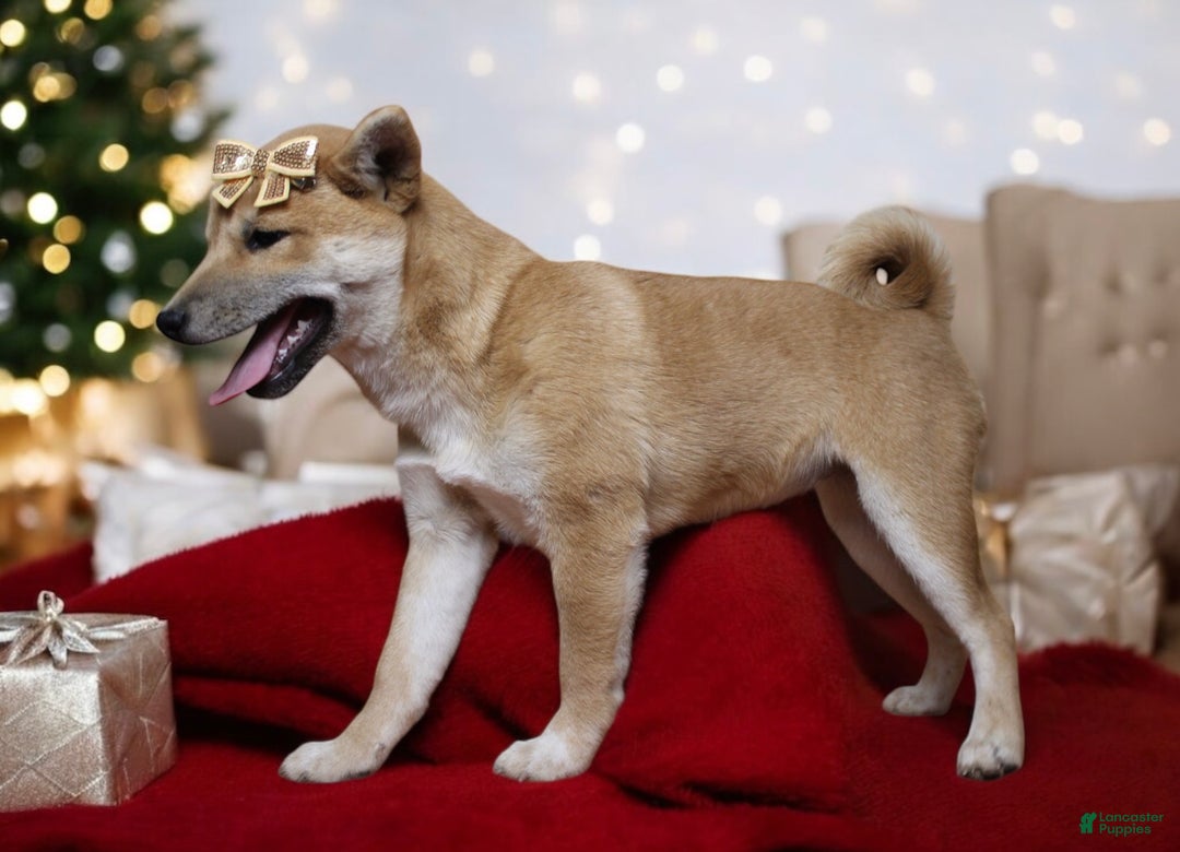 Shiba Inu dogs for sale: Julep - Ad 4