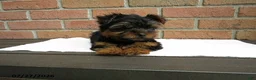 Yorkshire Terrier dogs for sale: Charlie - Ad 5