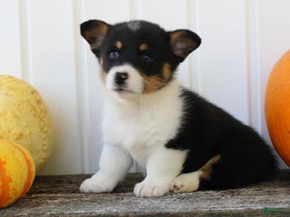 Welsh Corgi Pembroke dogs - Ad 1