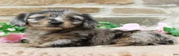 Miniature Dachshund dogs for sale: Paige - Ad 4