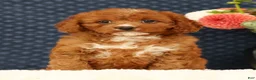 Cavapoo dogs for sale: Fern - Ad 3