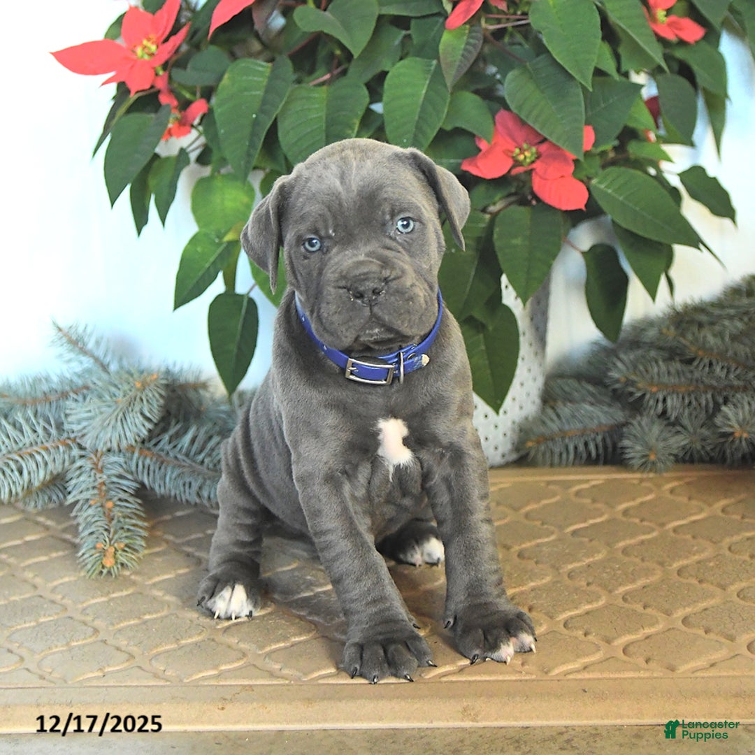 Cane Corso dogs for sale: Frosty - Ad 3