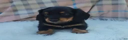 Miniature Dachshund dogs for sale: Vivian  - Ad 22
