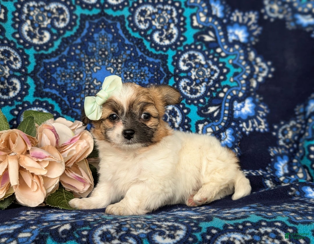 Mixed Breed dogs for sale: Rose 10 lbs Full Grown - Ad 4