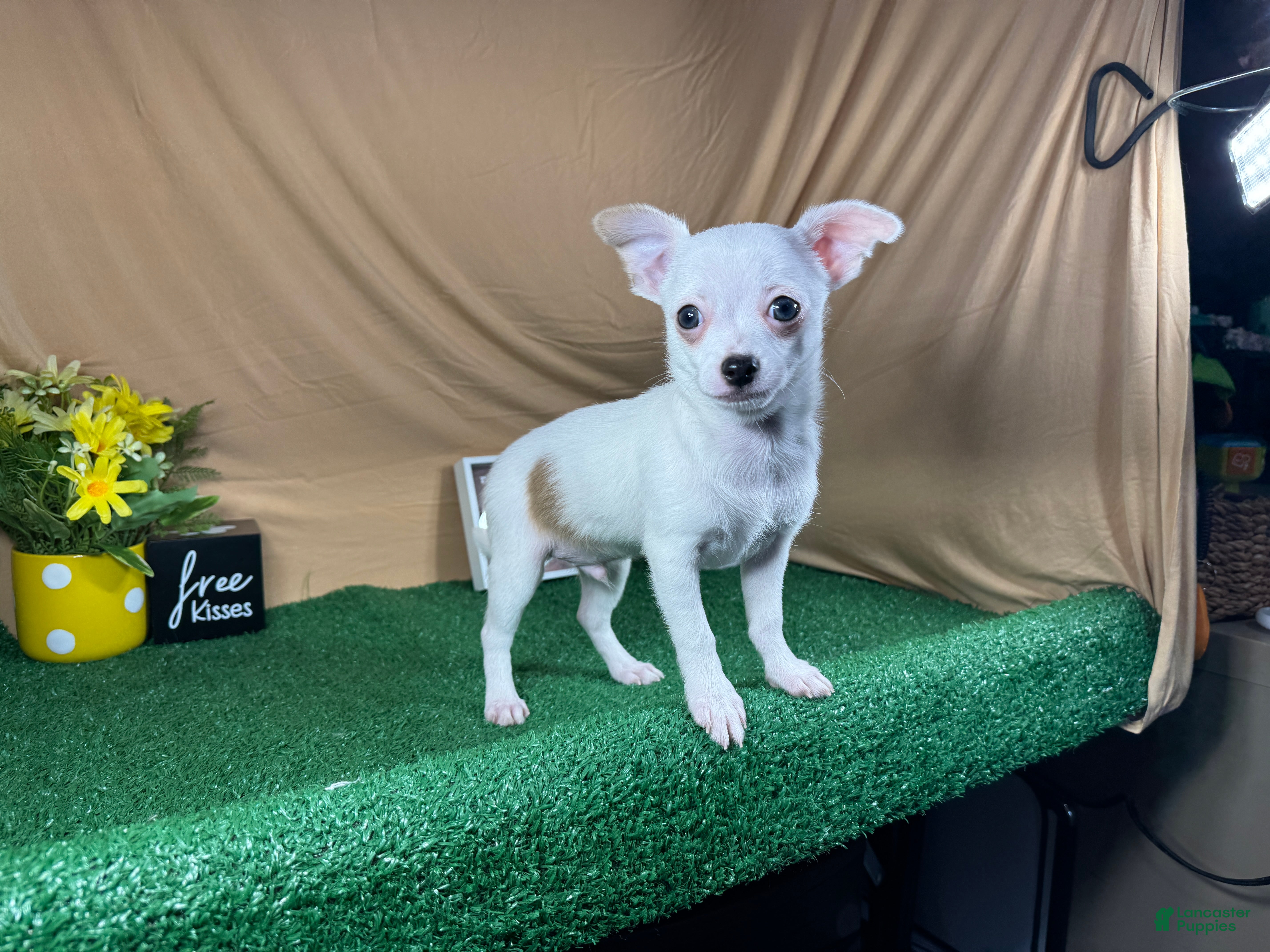 Chihuahua dogs Chihuahua 1 - Ad 37