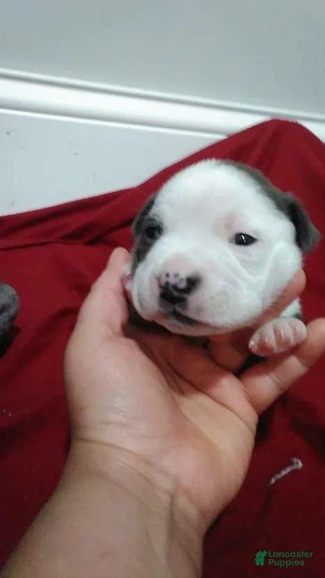 American Bully dogs American Bully 2 - Ad 9
