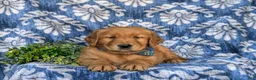 Golden Retriever dogs for sale: Kollin - Ad 8
