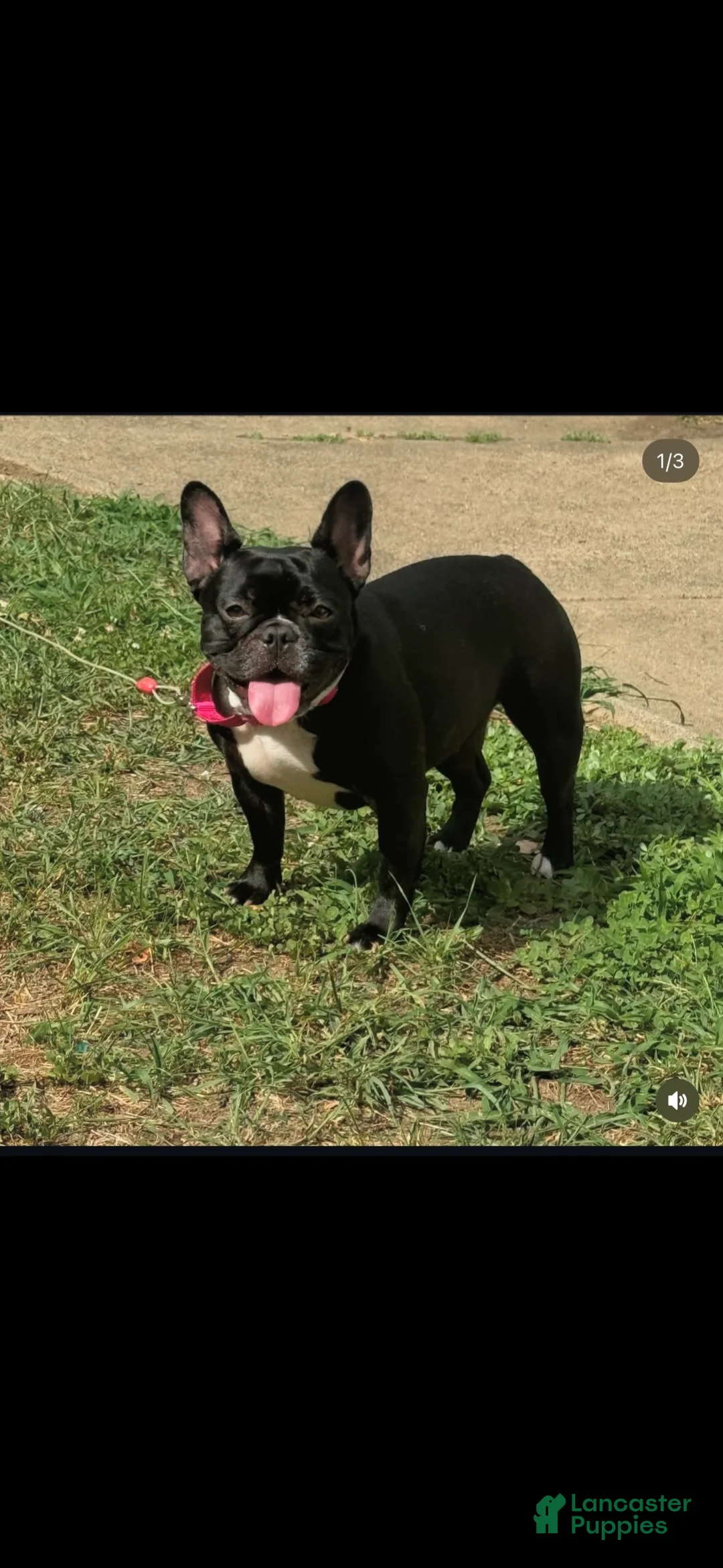 French Bulldog dogs for sale: Big Papa - Ad 2