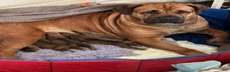 South African Boerboels dogs for sale: LGK TANK  - Ad 2