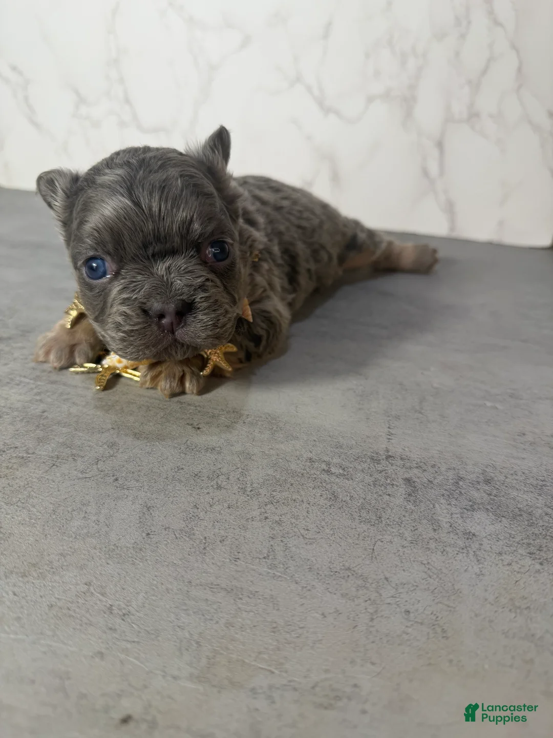 French Bulldog dogs for sale: RAE - Ad 5