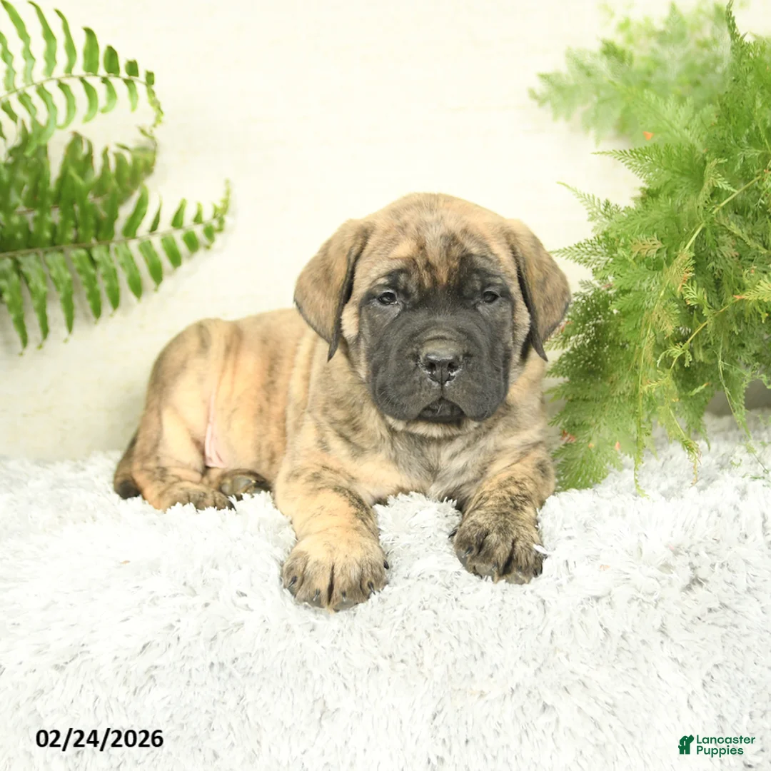 English Mastiff dogs for sale: Archer - Ad 3