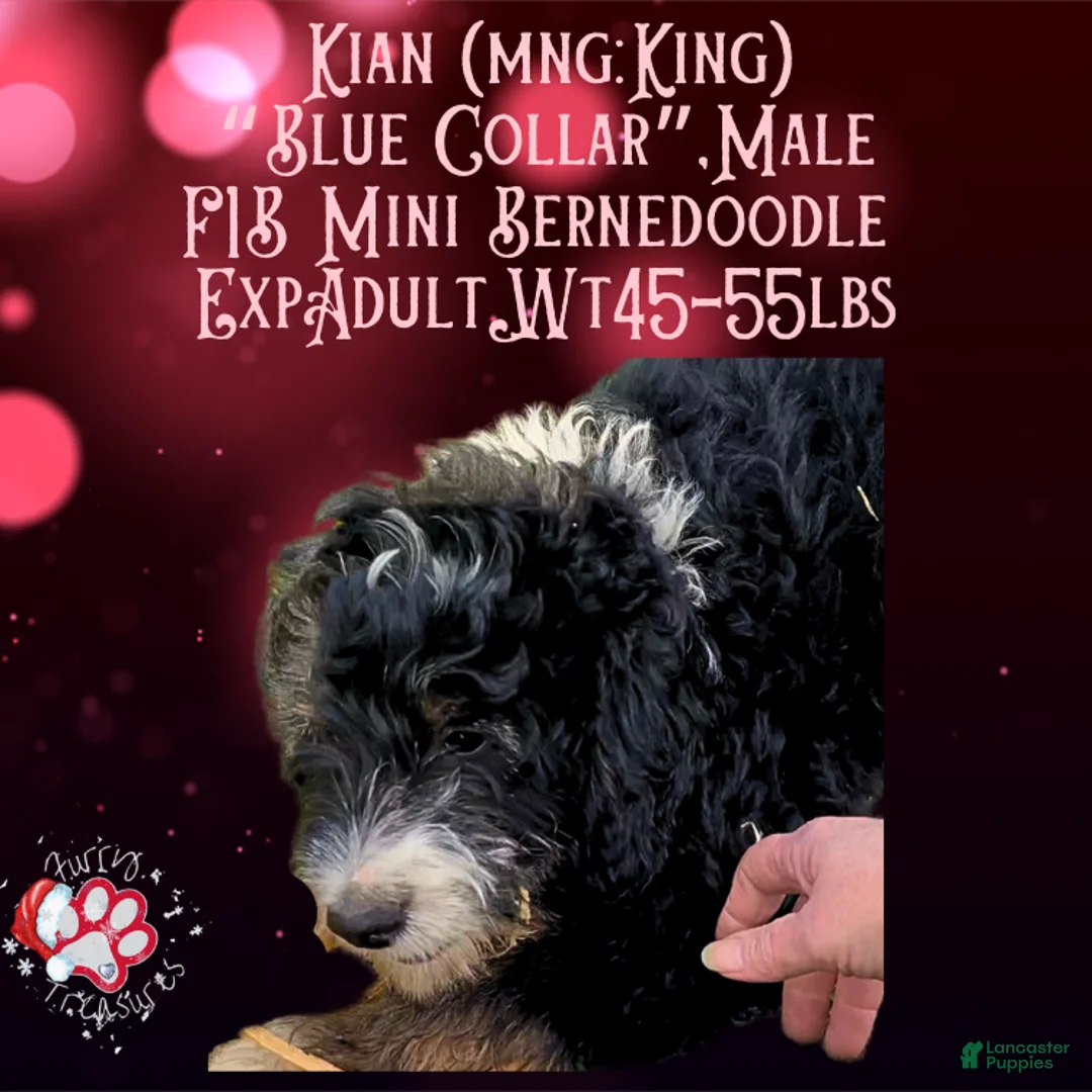 Mini Bernedoodle dogs for sale: Kian “Blue Collar” Male - Ad 14