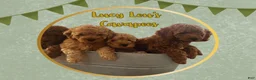 Cavapoo dogs for sale: Blitz  - Ad 4