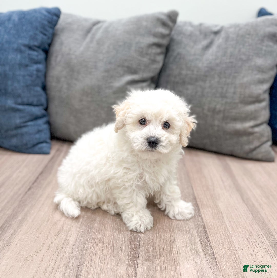 Bichpoo dogs for sale: Milo - Ad 3
