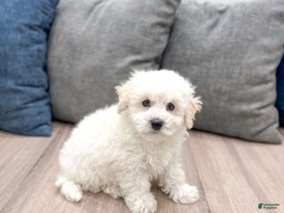 Bichpoo dogs Milo - Ad 41