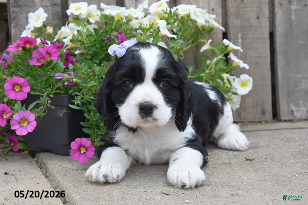 Cocker Spaniel dogs for sale: May - Ad 1