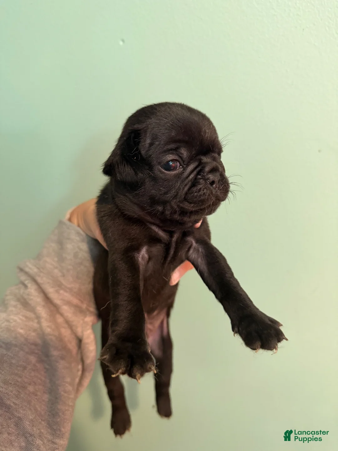 Pug dogs for sale: Pug 5 - Ad 2