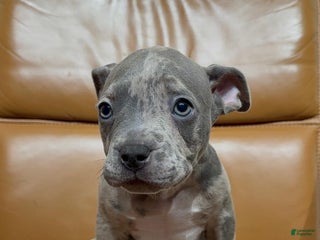 American Bully dogs American Bully Puppy 6 - Ad 36