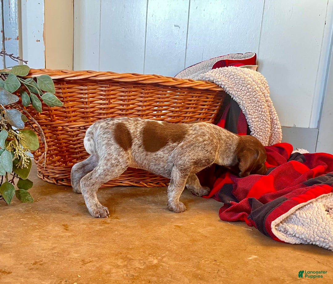 German Shorthaired Pointer dogs for sale: Peebles❤️🐾AKC Registered❤️🐾Call 717-321-3928 - Ad 2