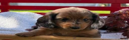 Miniature Dachshund dogs for sale: Barry - Ad 7
