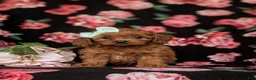 Cavapoo dogs for sale: Tilly - Ad 2