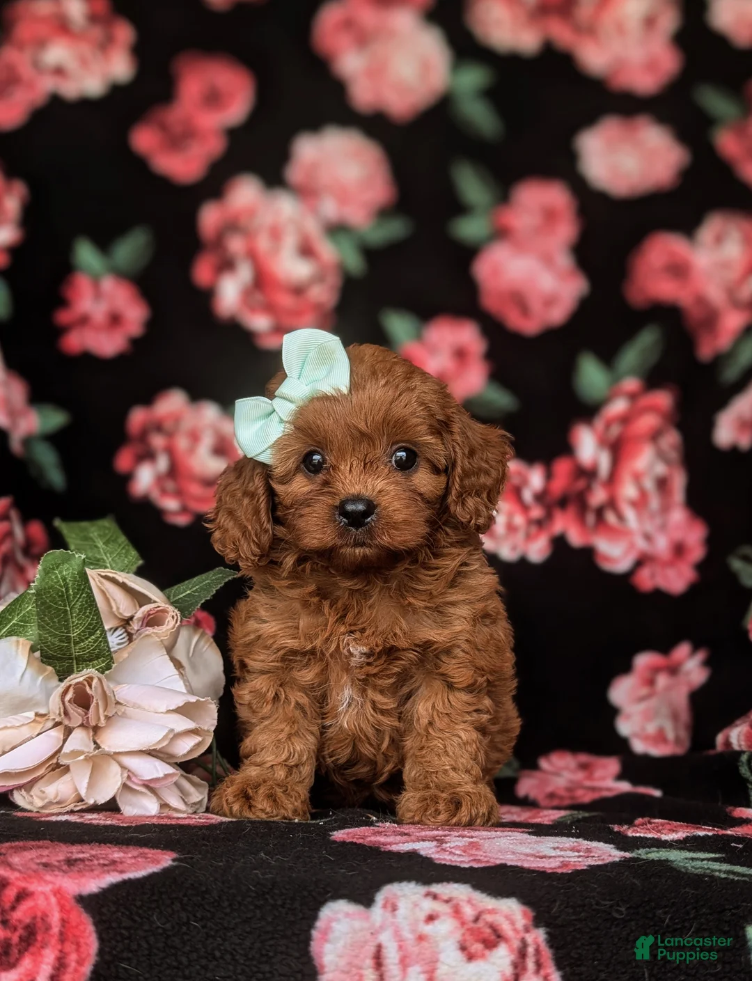 Cavapoo dogs for sale: Tilly - Ad 2