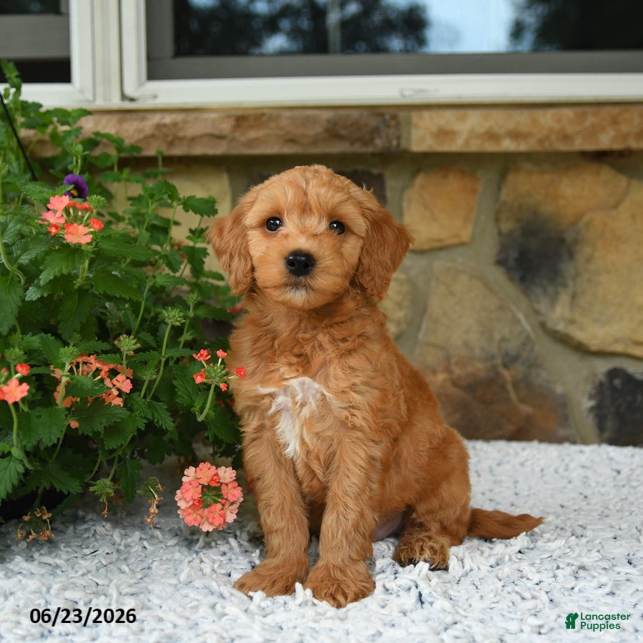 Mini Goldendoodle dogs Axle - Ad 1