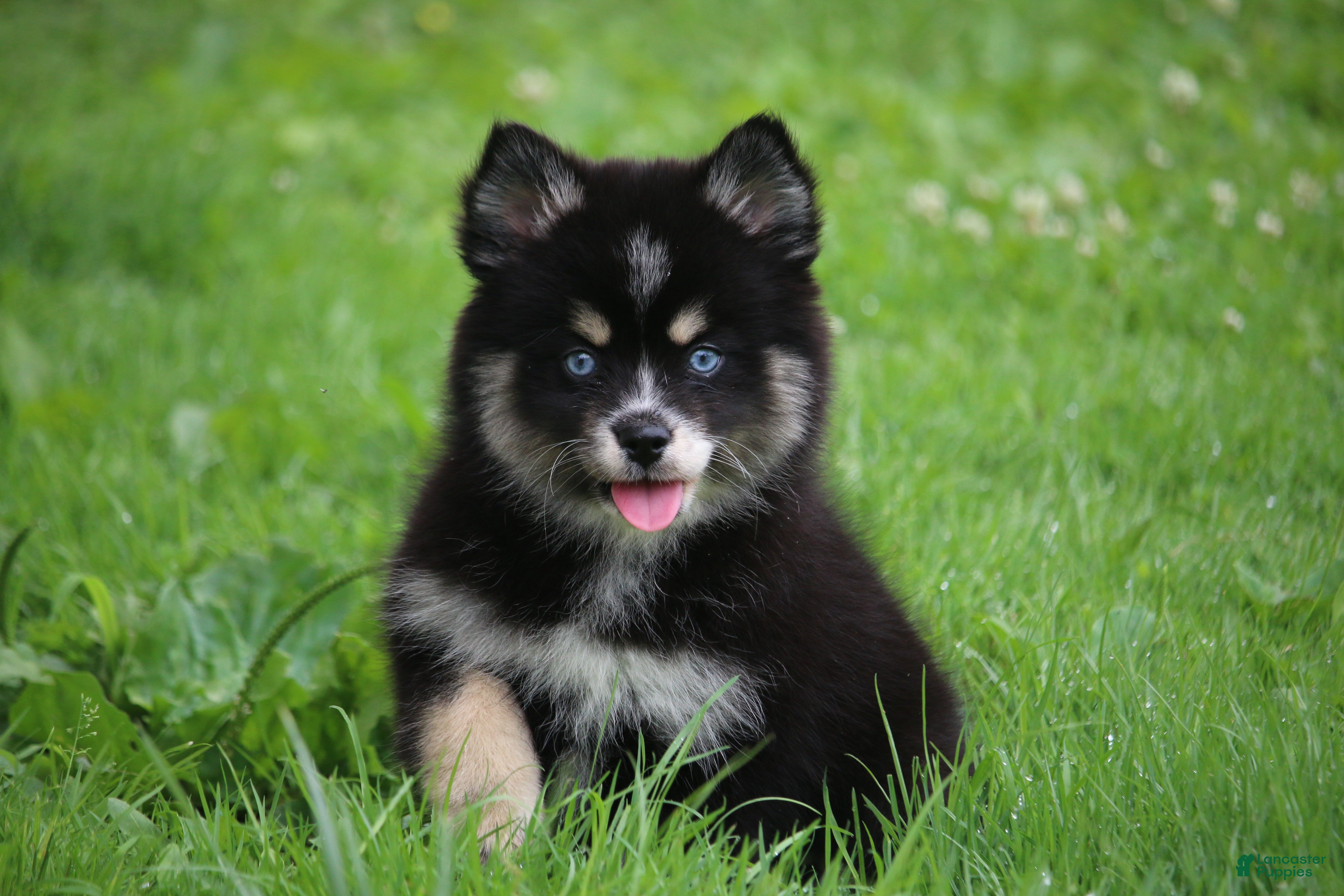 Pomsky dogs Deana - Ad 1