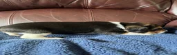 Beagle dogs for sale: Beagle 2 - Ad 23