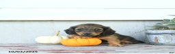 Miniature Dachshund dogs for sale: Chloe - Ad 9