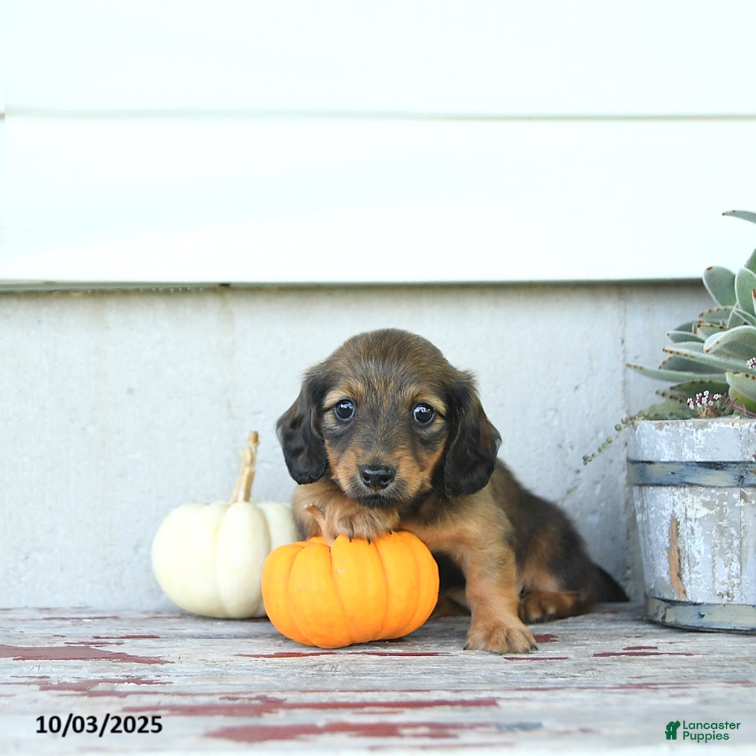 Miniature Dachshund dogs for sale: Chloe - Ad 9