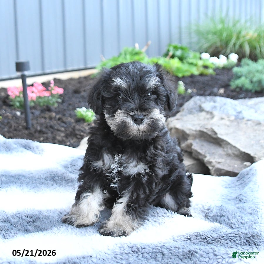 Miniature Schnauzer dogs Izzy - Ad 2