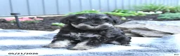 Miniature Schnauzer dogs for sale: Izzy - Ad 2