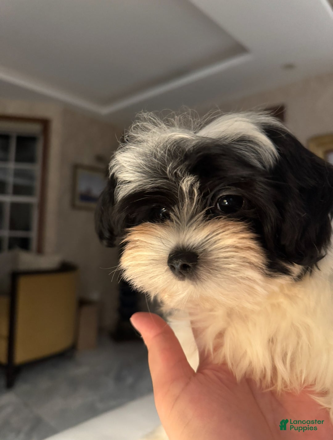 Morkie dogs for sale: Arlo - Ad 4