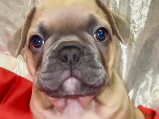 French Bulldog dogs Walter - Ad 6