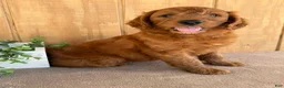 Goldendoodle dogs for sale: Goldie - Ad 13