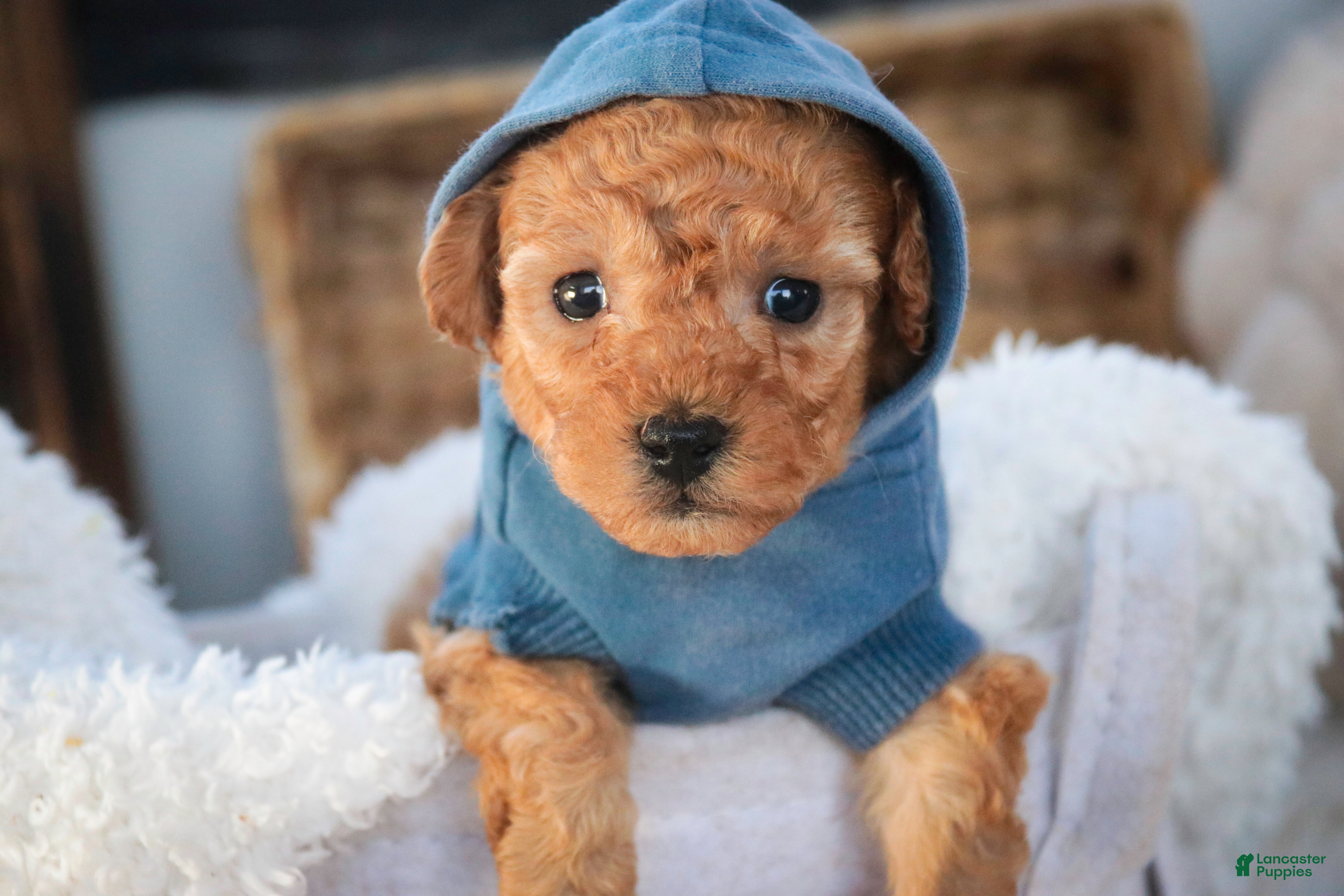 Miniature Poodle dogs Fredrick - Ad 35