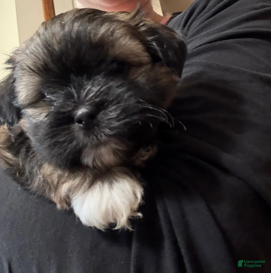 Mixed Breed dogs for sale: Coffee - Ad 2