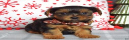 Yorkshire Terrier dogs for sale: Gabe - Ad 6