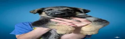 German Shepherd dogs for sale: German Shepherd Puppy 1 - Ad 4