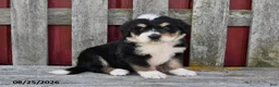 Bernedoodle dogs for sale: Nick - Ad 3