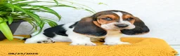 Basset Hound dogs for sale: Darcy - Ad 1