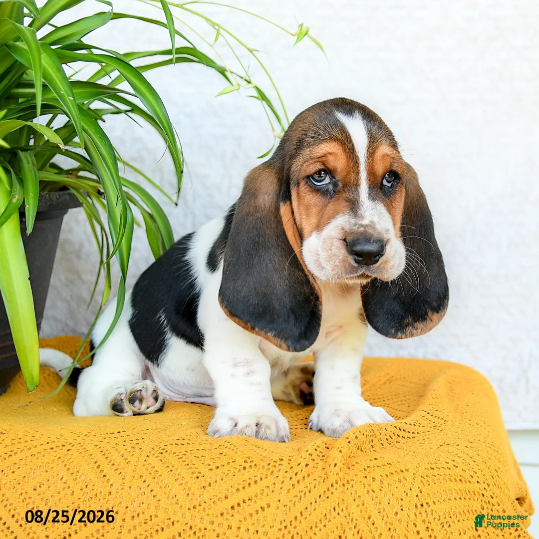 Basset Hound dogs for sale: Darcy - Ad 1