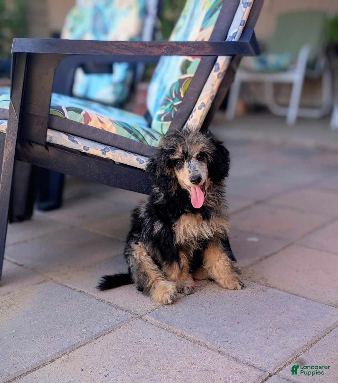 Miniature Poodle dogs for sale: Severus - Ad 3