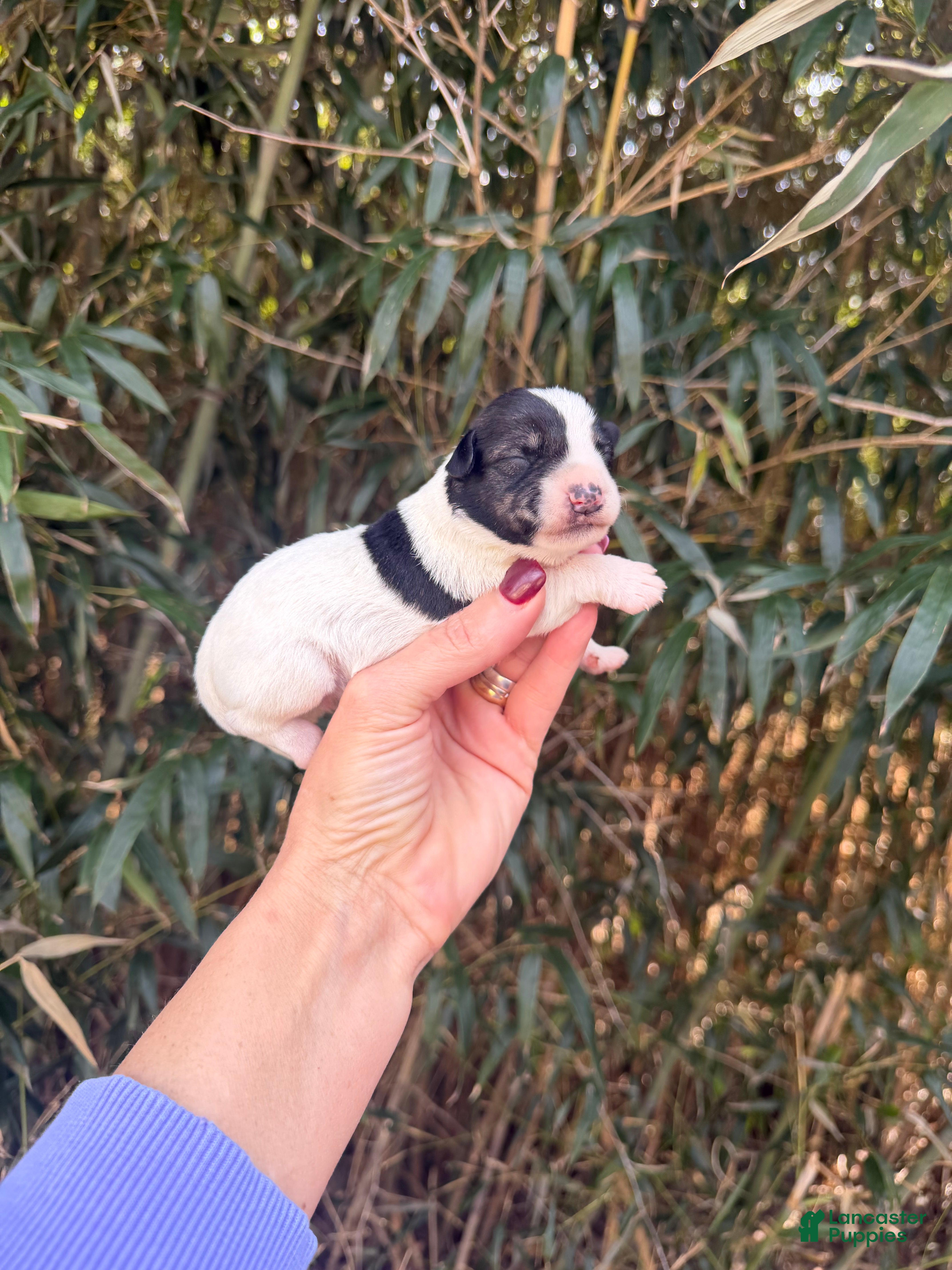 Miniature Schnauzer dogs Miniature Schnauzer Puppy 1 - Ad 25