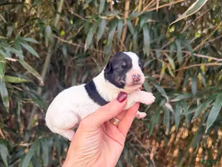 Miniature Schnauzer dogs Miniature Schnauzer Puppy 1 - Ad 25