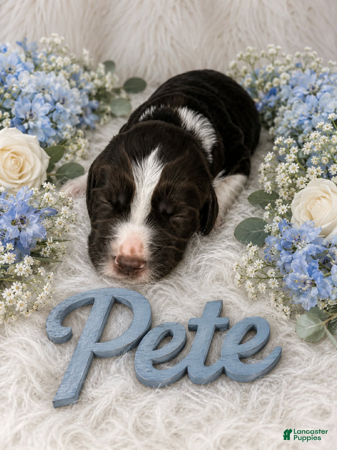 English Springer Spaniel dogs Pete - Ad 32
