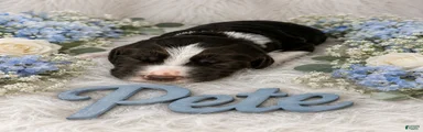 Pete