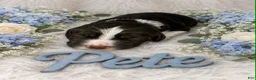 English Springer Spaniel dogs for sale: Pete - Ad 1